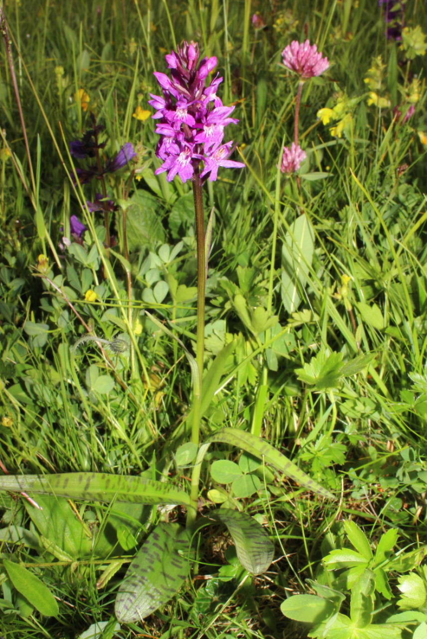 Orchidee dallAlto Adige